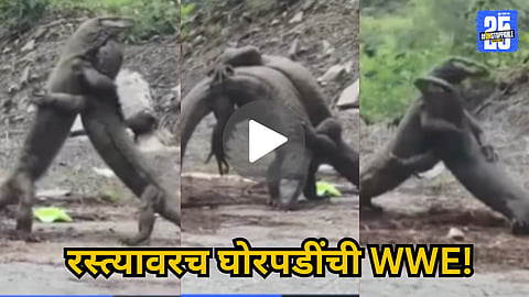VIRAL VIDEO OF TWO MONITOR LIZARDS FIGHTING LIKE WRESTLERS IN RAJASTHAN