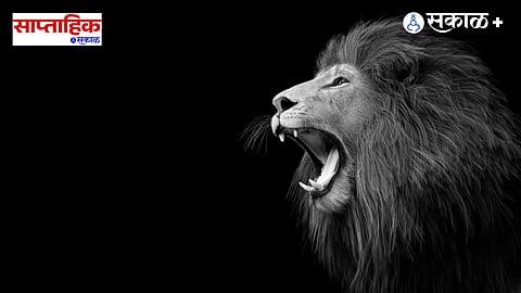 lion