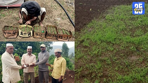 Nachni Farming
