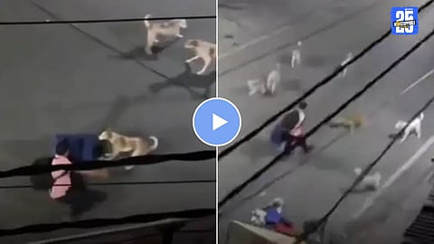video stray dogs attack alone man on road night cctv fooatge viral