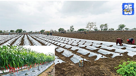 Chili Farming