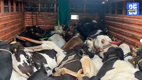 Animal Smuggling