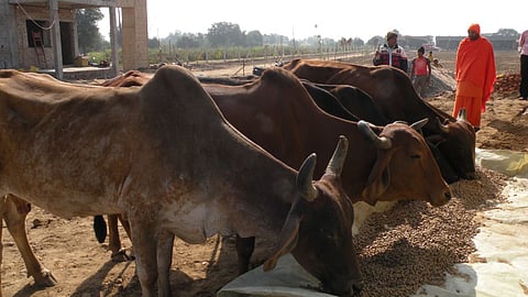 Cows Subsidy