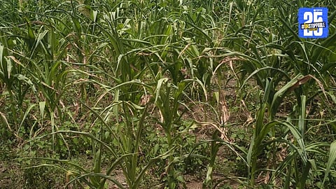 Agriculture News 
