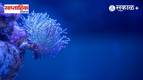 New soft coral