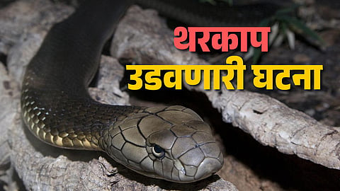 esakal