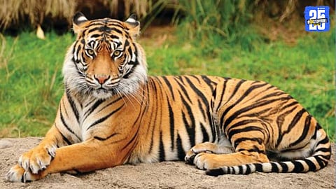 tiger