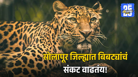 Solapur Leopard Sightings