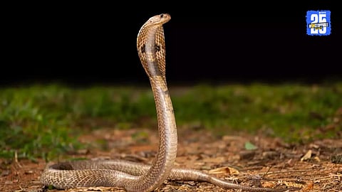 Nag Panchami 2025