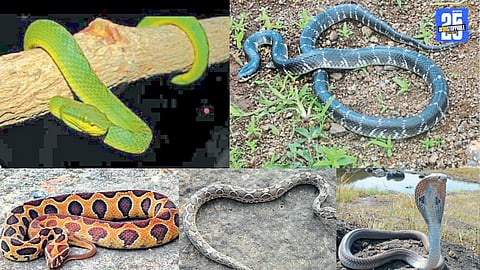Nagpanchami 2025