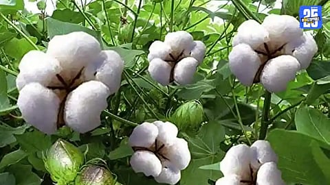 Cotton
