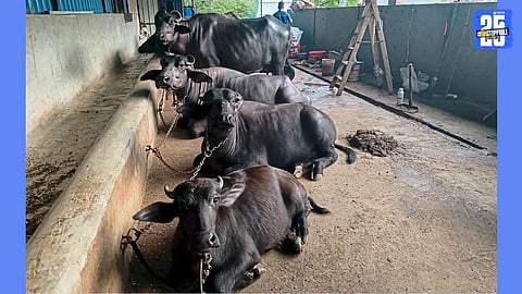 milk business