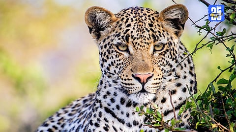 leopard