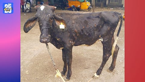 Solapur district battles lumpy disease outbreak as hundreds of cattle are infected daily; 72 cattle deaths reported so far.