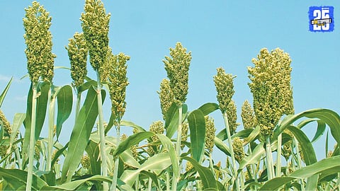 Rabi Crop