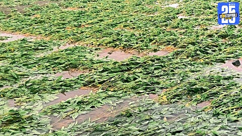 Maharashtra Floods