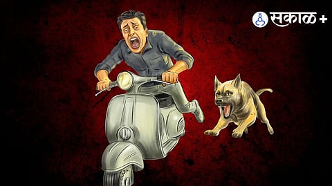 Stray dog