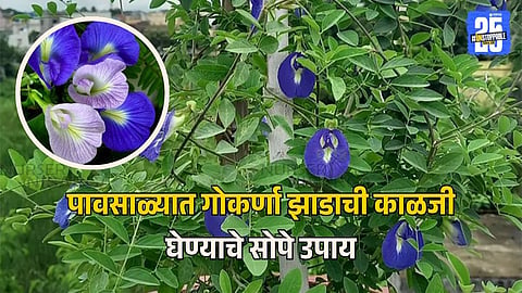 Gokarna Plant Care Tips For Blue Flowers