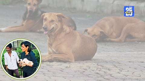 Dog Rescue