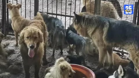 dog killing