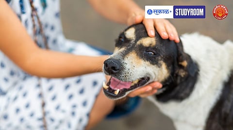 Stray dog problem