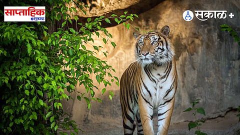 tiger