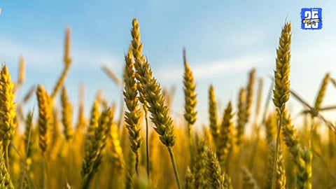 Pune Agriculture