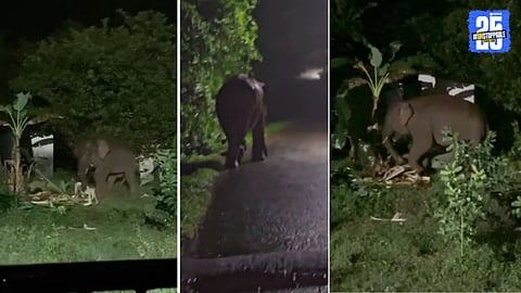 Elephant Omkar
