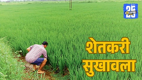 rice farming in palghar 