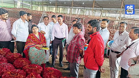 Onion Production
