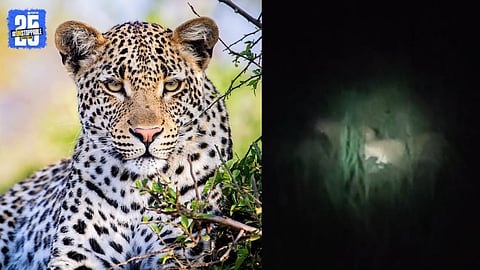 leopard