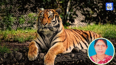 Tiger Attack