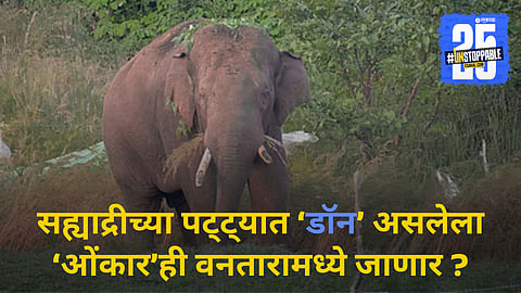 Elephant In Vantara