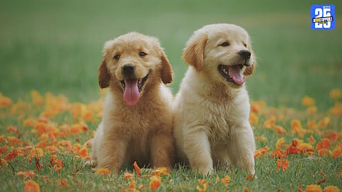 Dog Vaccination