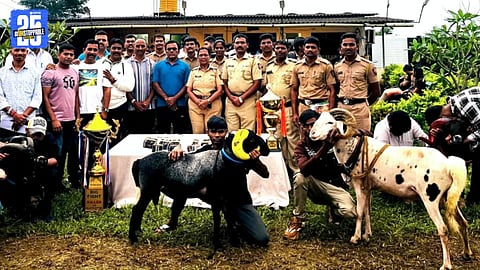 Sheep fight in sudhagad