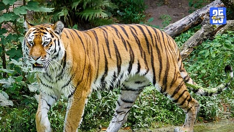 Tiger Attack