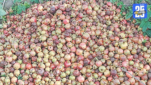 Kharif and Fruit Crops