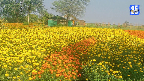 flowers