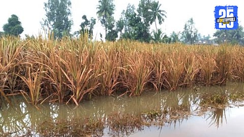 Sugarcane Crisis