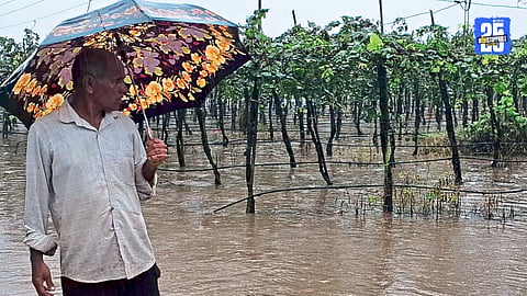 Crop Damage
