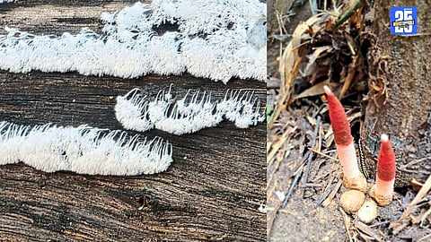 Mogarkasa Fungi