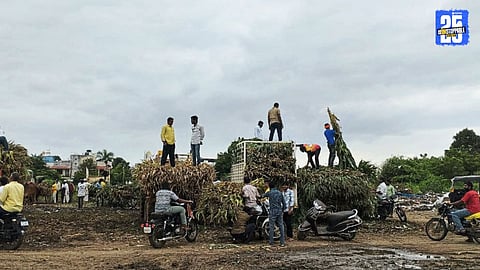 Fodder Shortage: Kadba Pendhi Price at ₹45 as Heavy Rain Destroys Crops