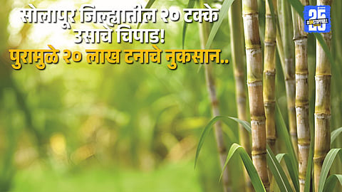 Floodwaters submerge sugarcane fields in Solapur district, severely affecting nearby sugar mills.