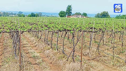 Grape Crop