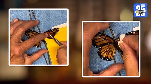 butterfly: जखमी फुलपाखराच्या पंखावर झाली यशस्वी सर्जरी, Video Viral