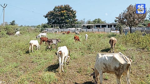 Goseva Yajna in Solapur revives over 2,000 cows and calves ahead of Vasubaras celebrations in 42 gaushalas.