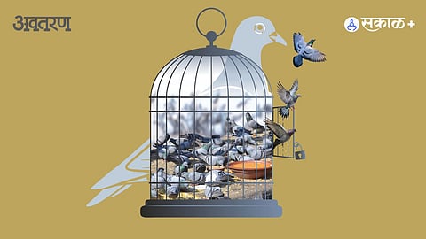 Urban pigeons crisis