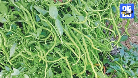 Sankeshwari Chilli
