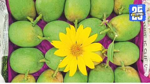 Devgad Hapus Mango