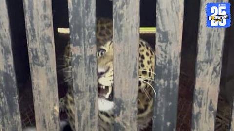 Leopard Caught in Cage at Talegaon Dhamdhere After Attacks on Pets   